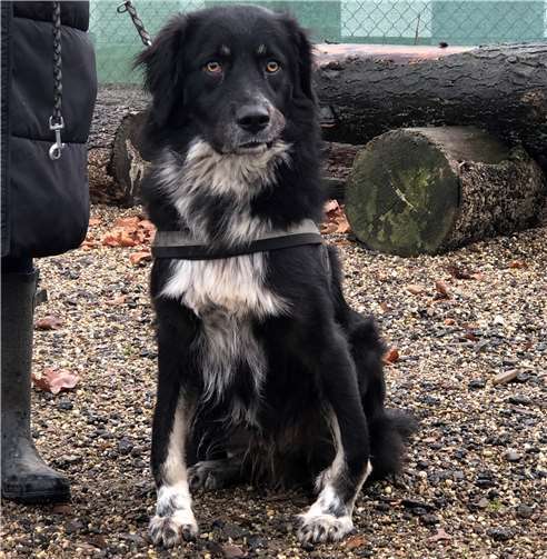 Siggi