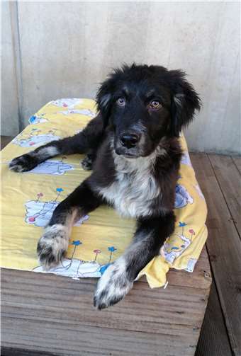 Siggi sucht ein Zuhause.Foto: privat