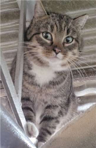 Silas sucht ein neues Zuhause.