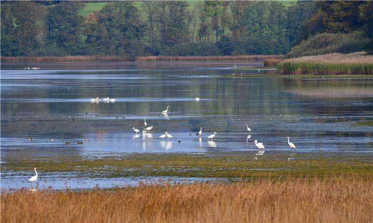 Silberreiher, Höckerschwäne und Enten vor Röhrichtstreifen am Dreifelder Weiher. Foto: Naturschutzinitiative e.V. (NI)