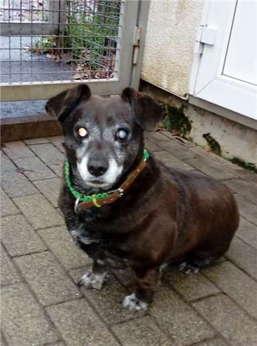 Silver kam erst vor wenigen Tagen ins Tierheim.