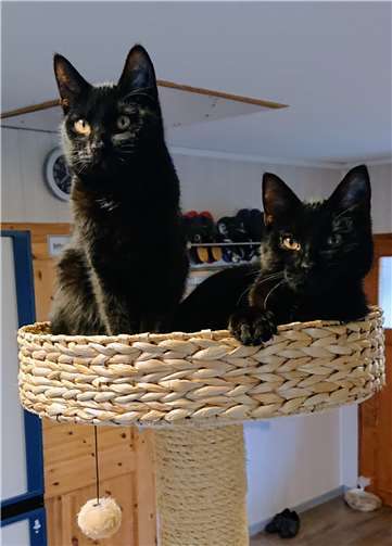 Simon und Juppi auf der Suche nach dem Glück. Foto: privat