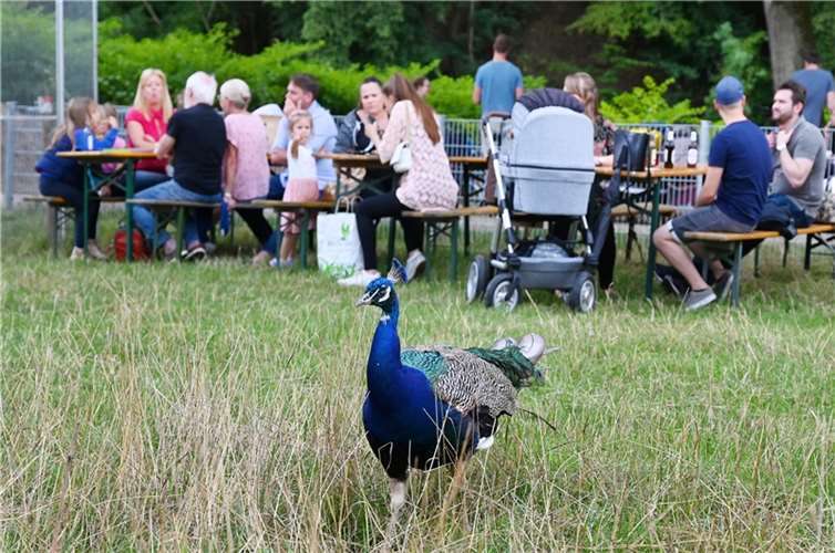 Sinzig, Schwanenteich, Sommerfest