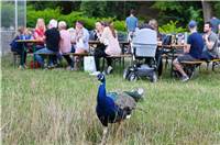 Sinzig, Schwanenteich, Sommerfest