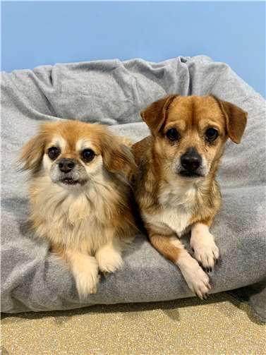 Sjanna und Blossi . Fotos: privat