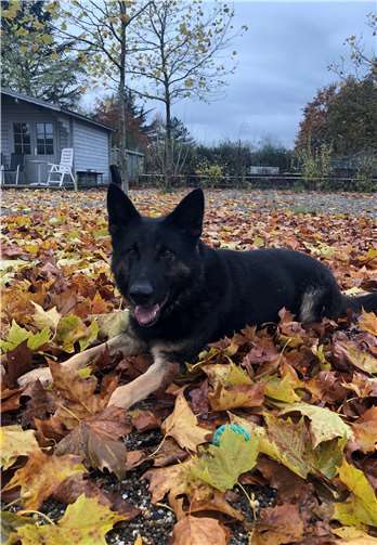 Skalli, ein Deutscher Schäferhund