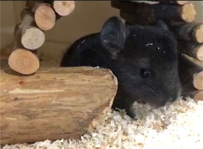 Skipper. Fotos: privat