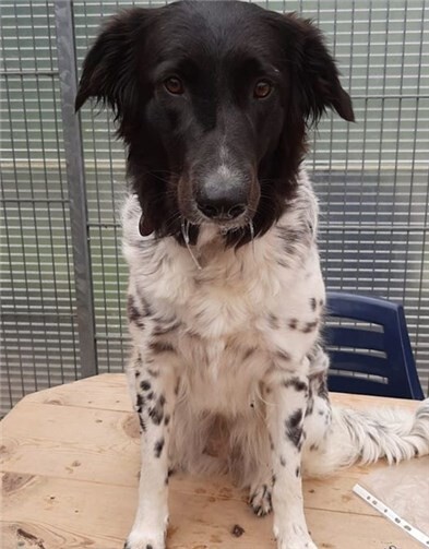 Smaty ist eine verschmuste Hundedame.