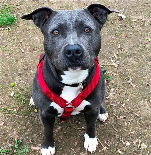 Smoky freut sich schon auf ihr neues Zuhause. Foto: privat