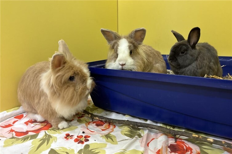 Snickers, Flitzer, Klopfer
