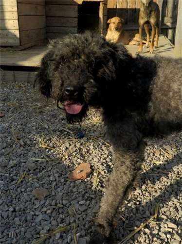 Snir ist ein fröhlicher und offener Hund, der sich schon auf viele Besucher freut. Privat