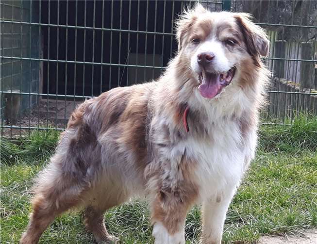 Snoopy liebt die Natur und geht sehr gerne spazieren. Tierheim u. Tierschutzverein Kreis Ahrweiler e.V.