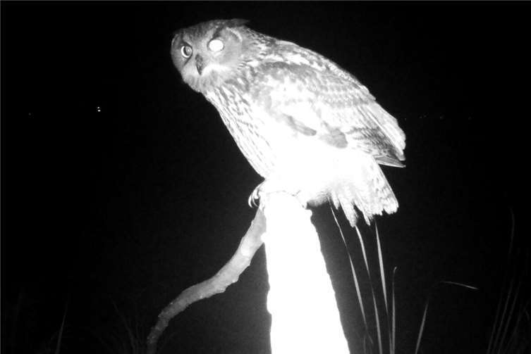 So nah bekommt man den Uhu selten zu Gesicht.  Foto: Stefan Krumme