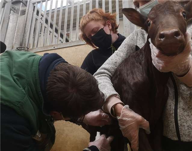 So sieht Prophylaxe bei einem Watussirind aus.  Foto: Zoo Neuwied.