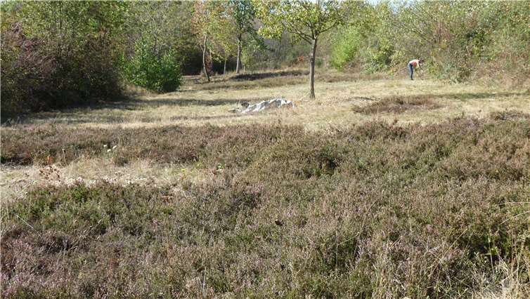 So sieht die Fläche nach der Pflege aus.
