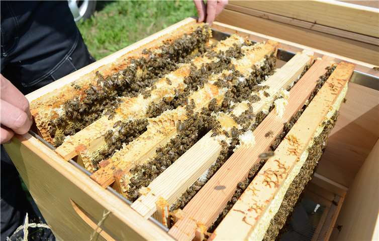 So sieht es im „Innenleben“ der „Beute“ aus.