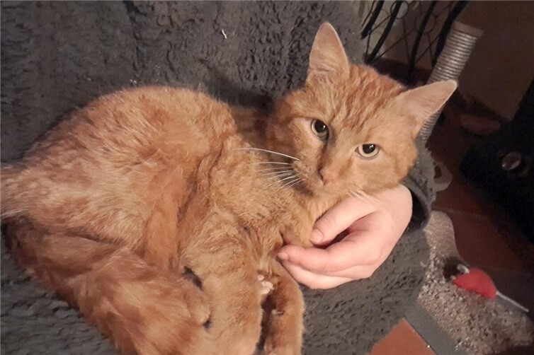 Sobald er Vertrauen gefasst hat, ist Garfield Schmuseweltmeister