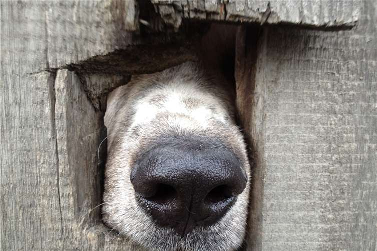 Sobald wir in den aktiven „Riechmodus“ schalten, atmen beide Nasenlöcher gleichberechtigt. Selbst bei Superspürnasen ist das nicht anders. Foto: fotolia.com © Ken