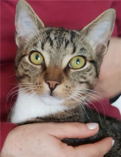 Socke Fotos: Katzenschutzfreunde