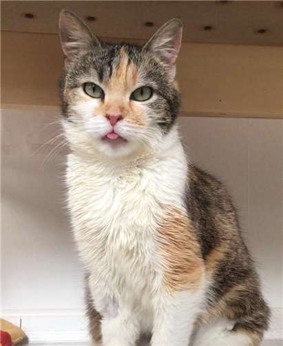 Sofia Foto: Katzenschutzfreunde