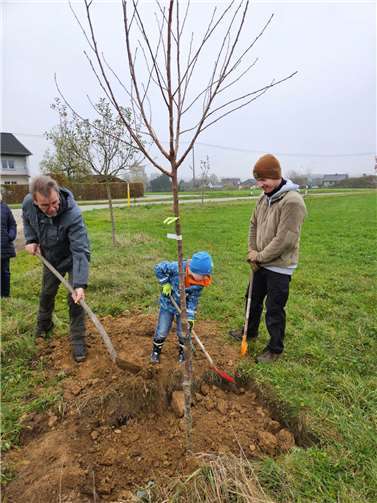 Sogar die Jüngsten helfen beim Einpflanzen der Bäume.