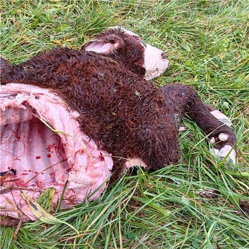 Solche Bilder wie hier in Schalkenmehren, die einige Wolfsbefürworter als „Event“ bezeichnen, sind in der Region keine Seltenheit mehr!