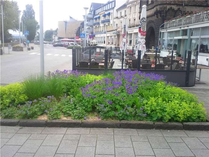 Solche Staudenpflanzen wie hier in der Konrad-Adenauer-Allee gibt die Stadt nach Voranmeldung kostenlos an interessierte Gartenbesitzer ab.  Foto: Stadt Andernach