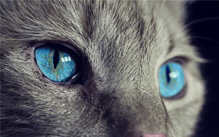 Sollten Katzen zum Schutz anderer Tierarten im Haus bleiben?  Foto: pixabay.com