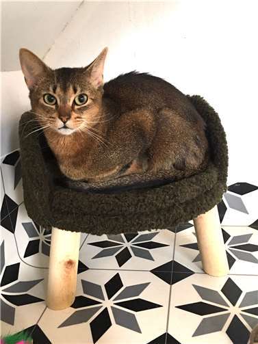 Somali-Abessinier Kater Adrik. Foto: privat