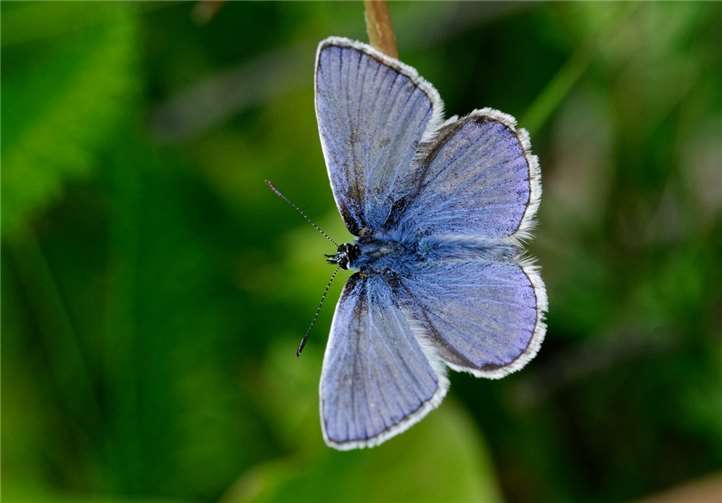 Sommer, Sonne, Schmetterlinge - Der NABU ruft zur bundesweiten Insektenzählung auf. Quelle: NABU