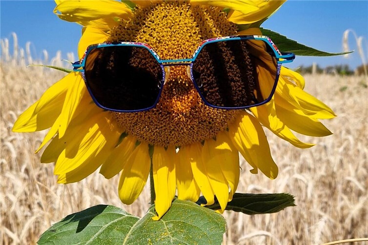 Sommergruß