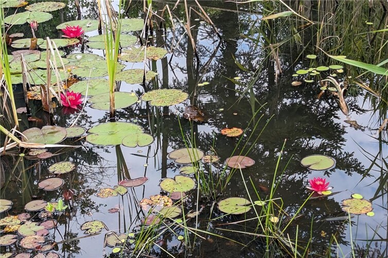 Sommerteich im Ostergarten