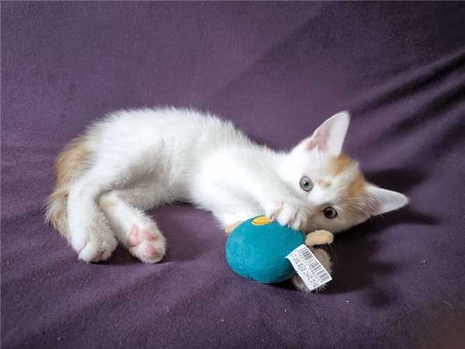 Sonic.  Foto: privat