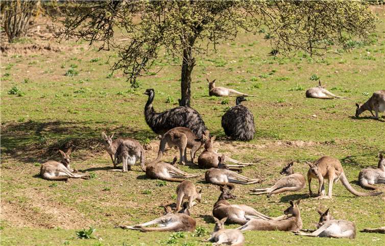Sonnenbadende Varis, die größte Känguruherde außerhalb Australiens . Foto: Zoo Neuwied