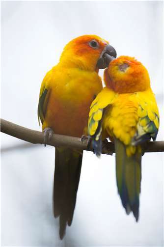Sonnensittiche.  Foto: Marcus Propach