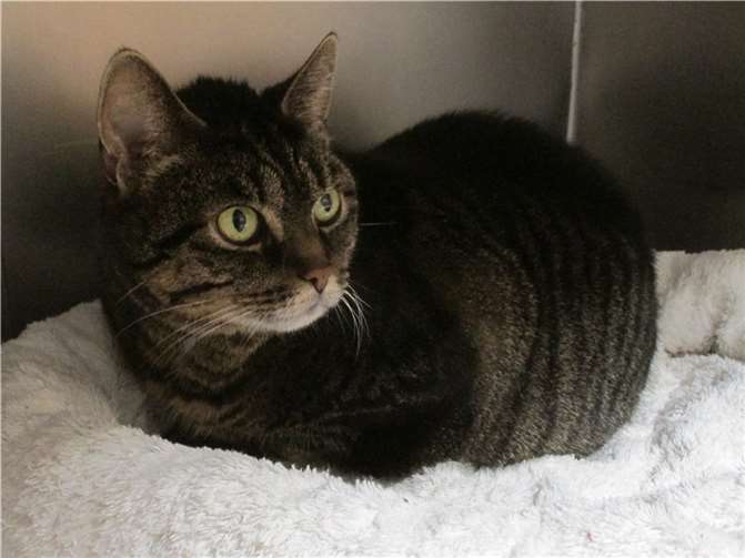 Sophie ist eine sehr liebe und verschmuste Katze.