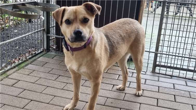 Sophie kuschelt sehr gerne.