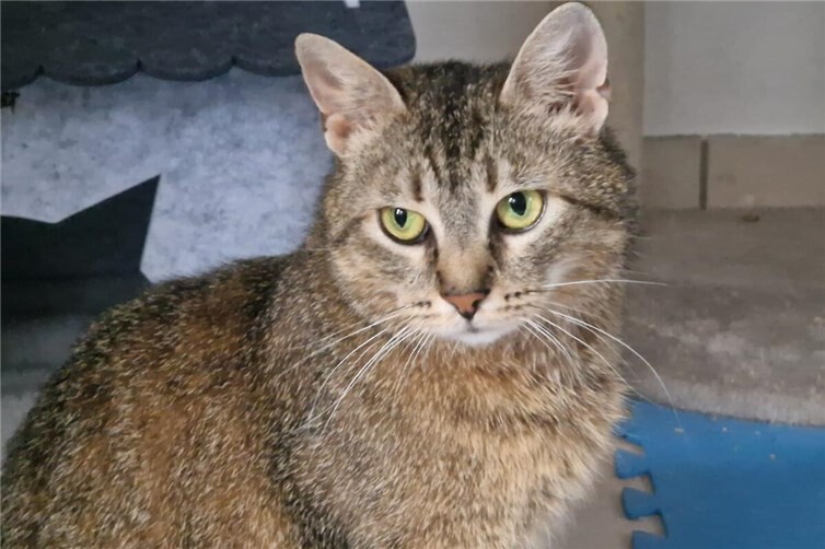 Soraja