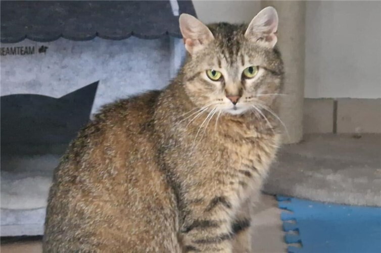Soraja
