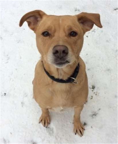 Sorgenkind Ronny. Tierheim Mayen