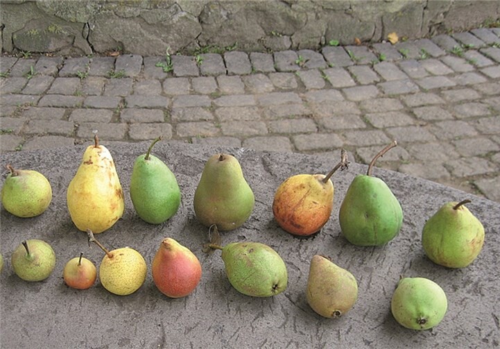 Sortenspektrum der Birnenfrüchte.