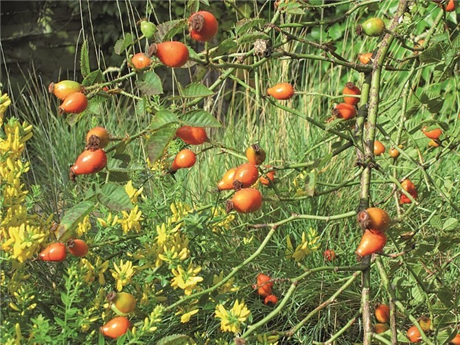Spätsommerliche Farbenspiele im Berkumer Schaugarten: Gelbe Blüten des Färberginsters und orangefarbene Hagebutten der Weinrose. privat