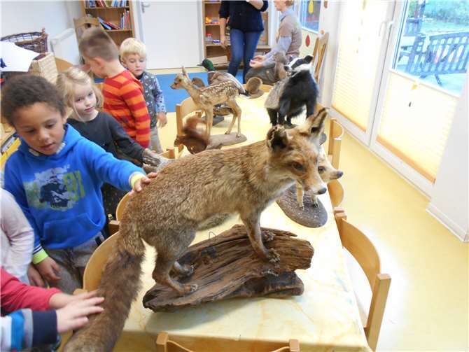 Spannende ausgestopfte Wildtiere warteten auf die Kinder der Kita Maulwurfshügel. privat