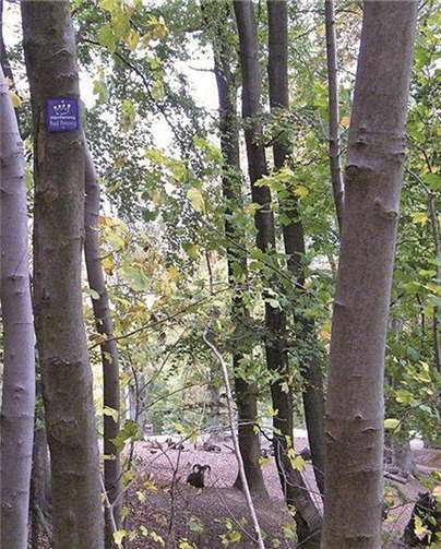 Spannendes aus der Welt der Flora und Fauna gibt es im Wald immer zu entdecken. privat