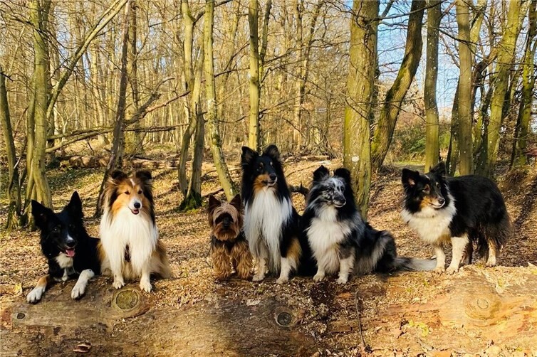 Spaziergang mit Hunden