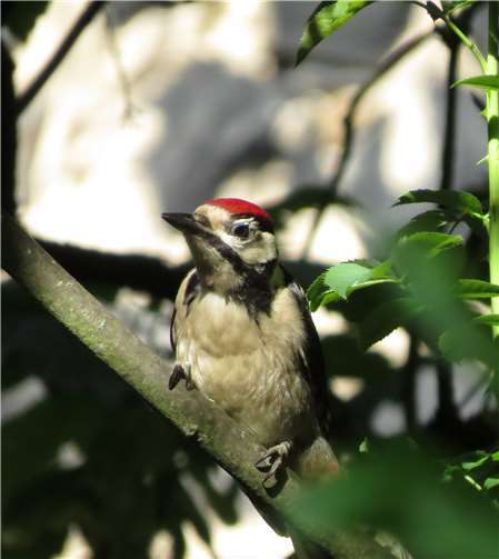 Specht im Gebüsch aus Wildrose und Holunder. Foto: Tierschutz Siebengebirge