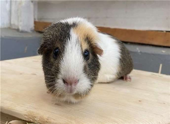 Speedy würde gerne mit seiner Freundin ein neues Zuhause haben. Foto: Tierheim u. Tierschutzverein Kreis Ahrweiler e.V. , Claus Krah