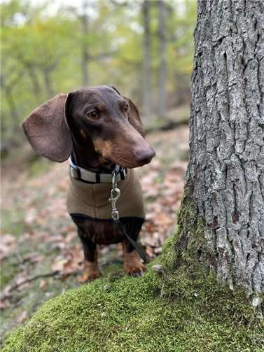 Spencer (Anschau). 