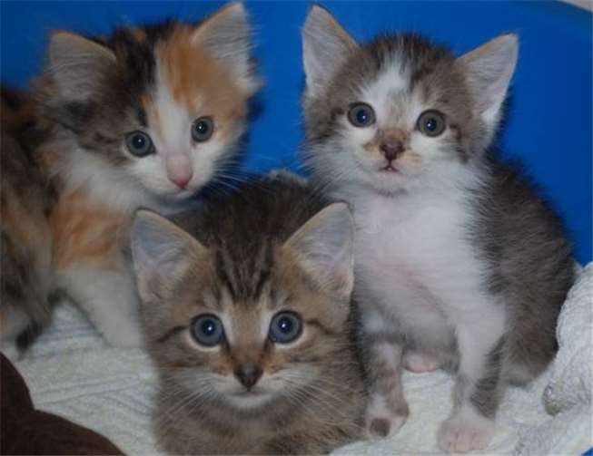 Spielen, toben und viel schmusen - das lieben Paddy, Tom-Tom und Rosalie. Tierheim Mayen