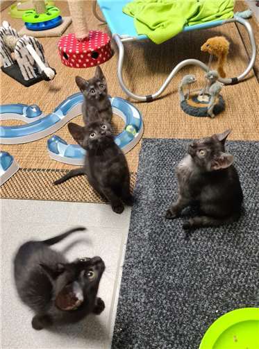 Jede Katze wird bestmöglich versorgt Spielzimmer von Pflegekätzchen